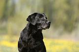 LABRADOR 1007
